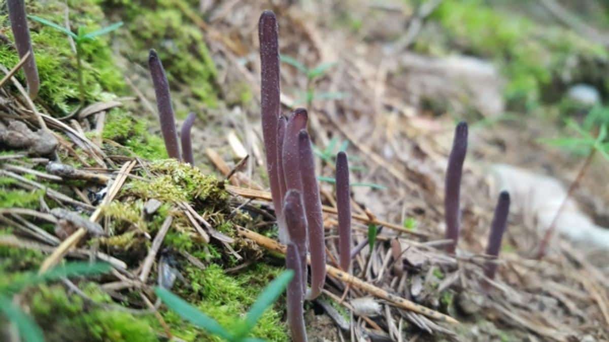 Alloclavaria purpurea