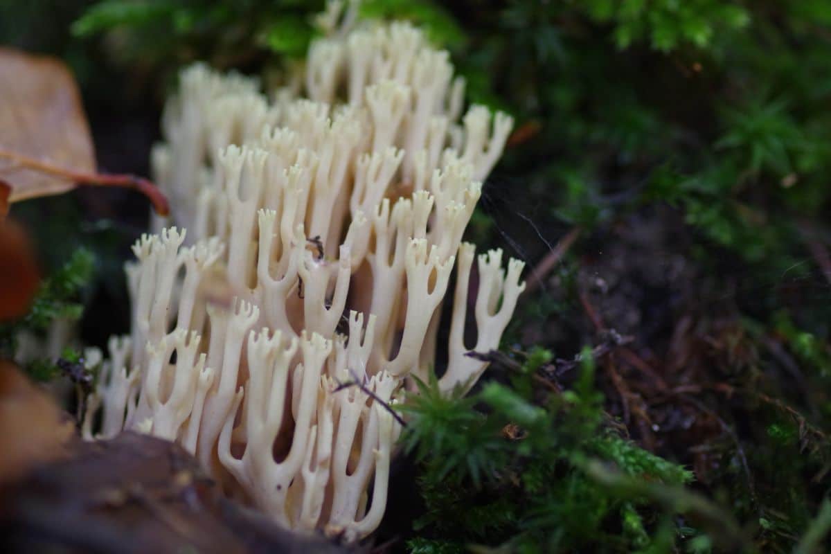 Artomyces pyxidatus