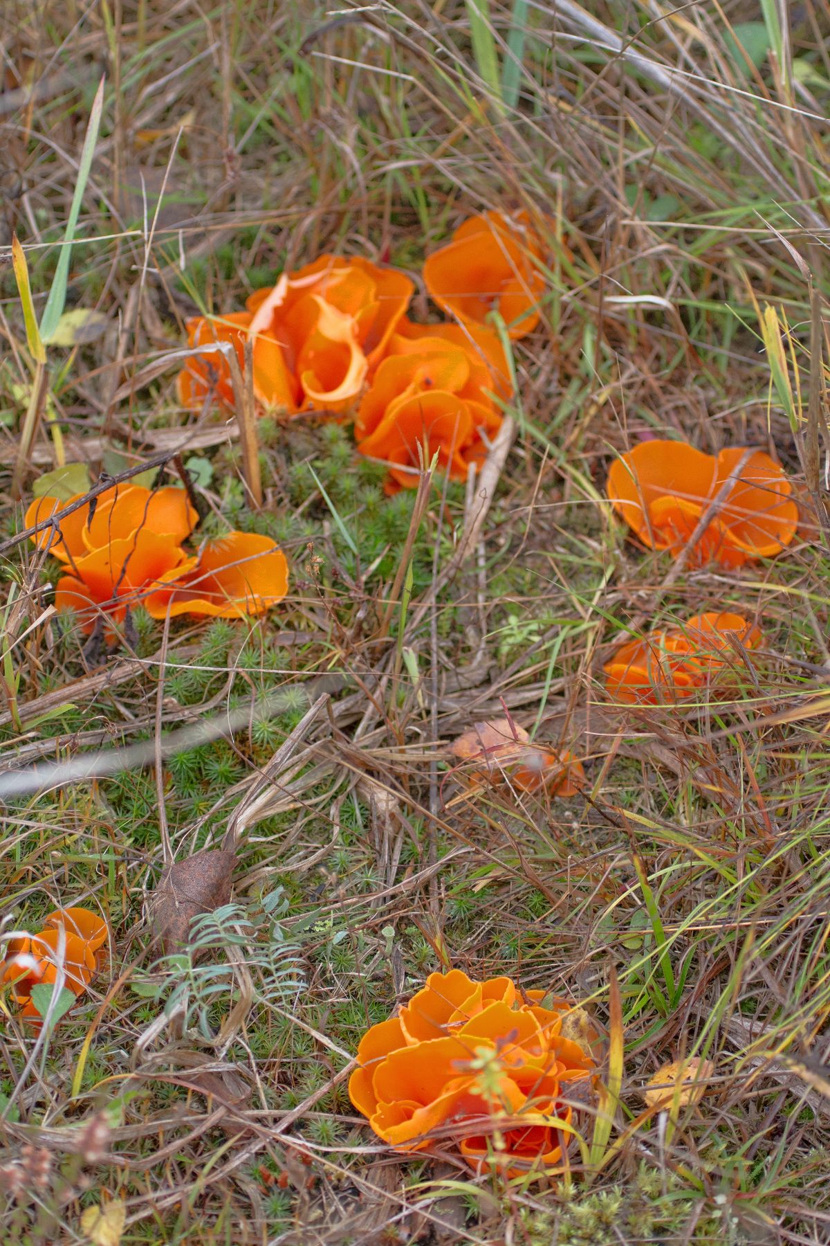 orange peel fungi
