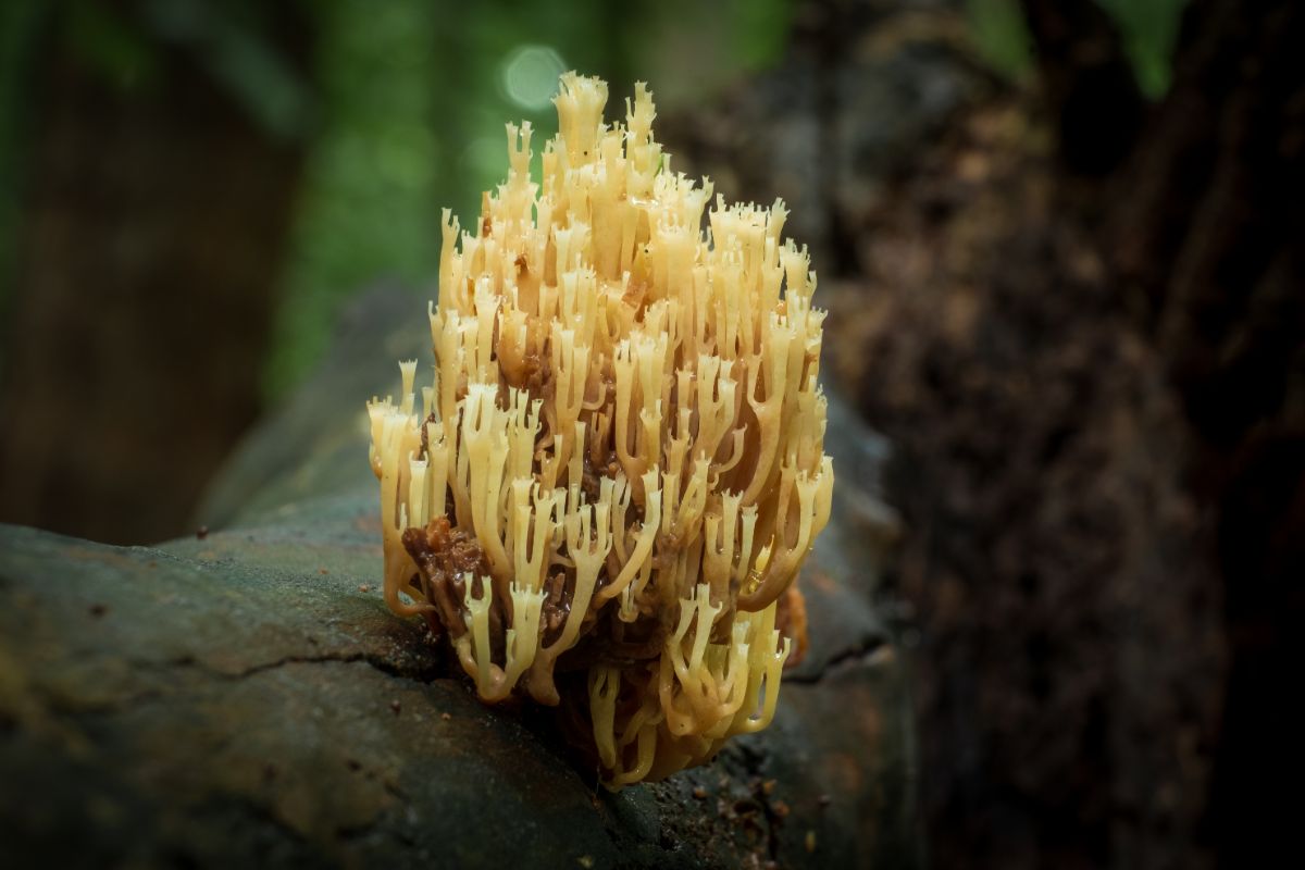 crown tipped coral mushroom