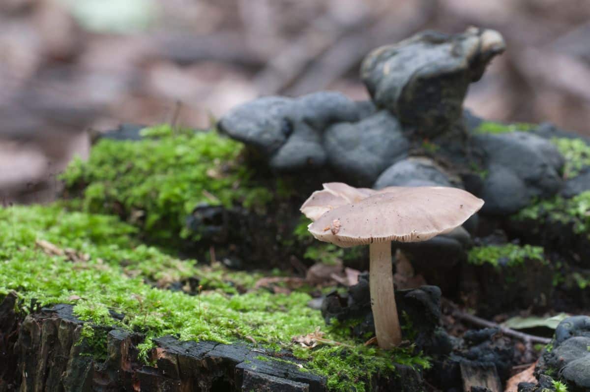 Pluteus cervinsus