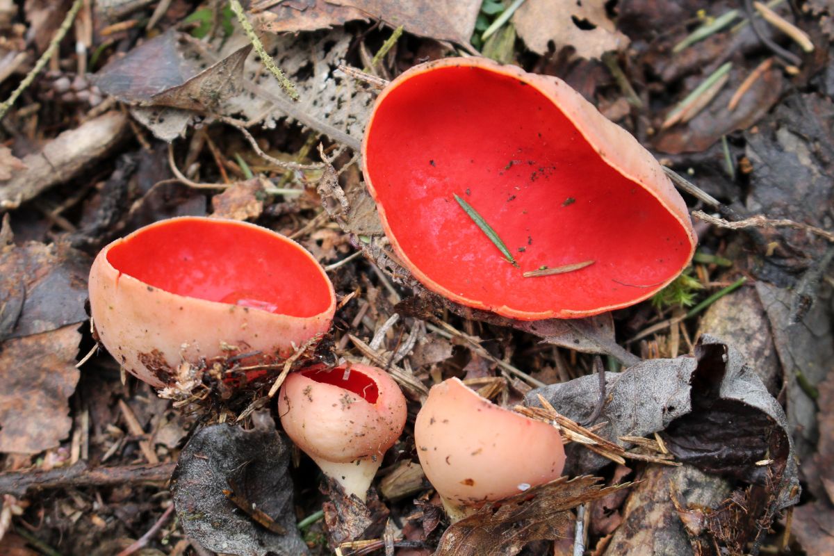 scarlet elf cups