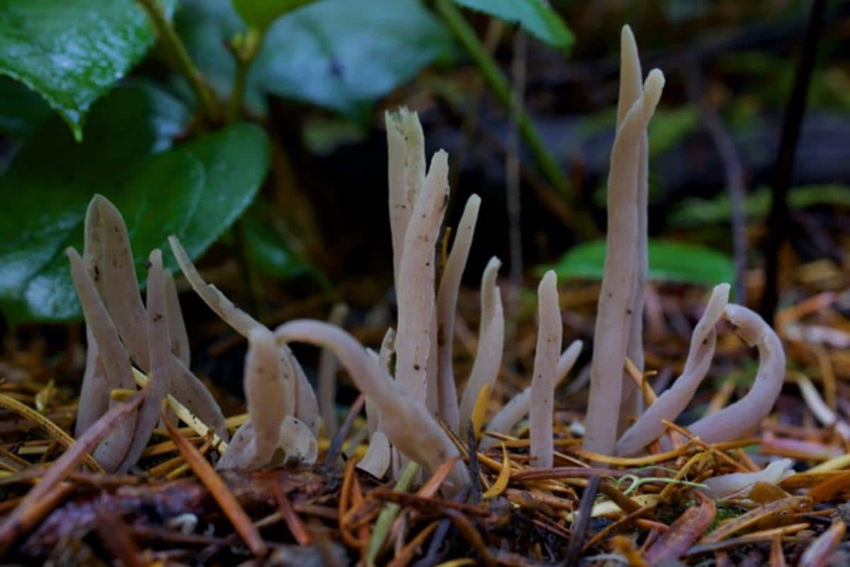 Alloclavaria purpurea