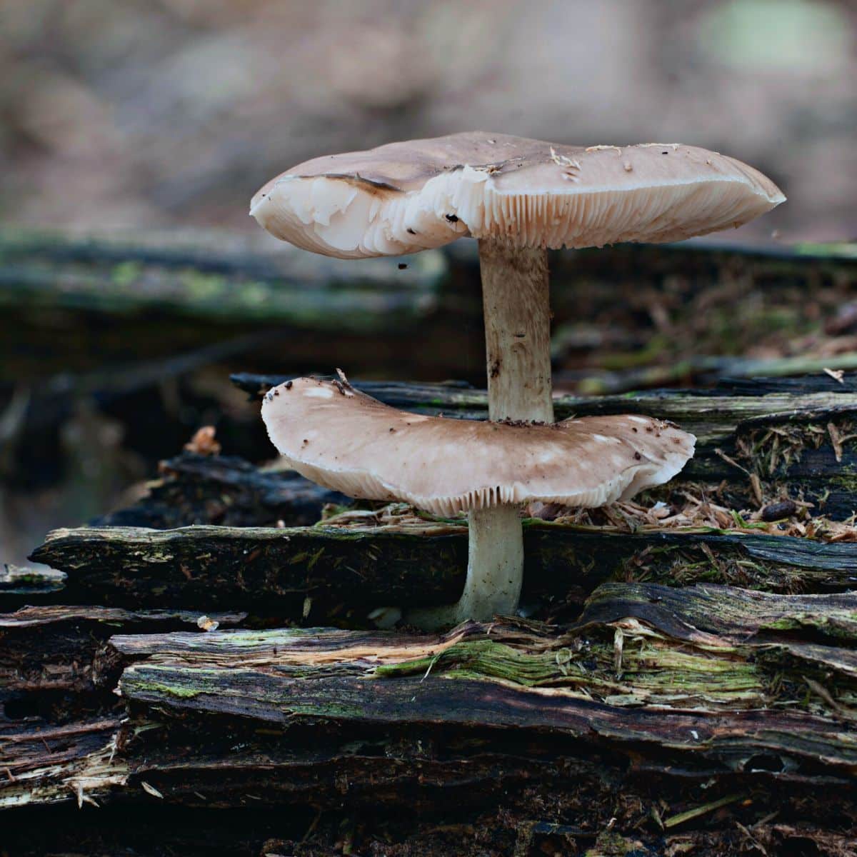 Edible Mushrooms Mushroom Appreciation