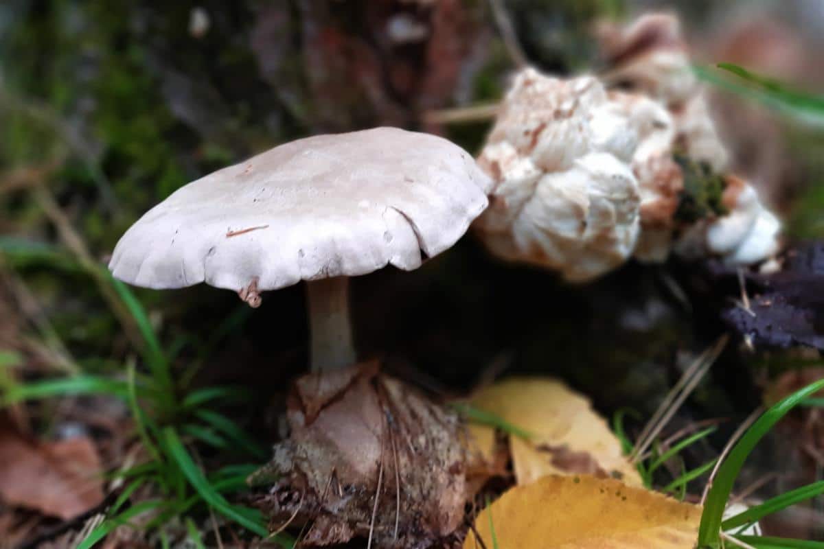 aborted entoloma