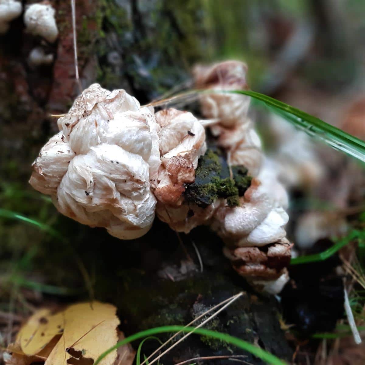 shrimp of the woods fungus