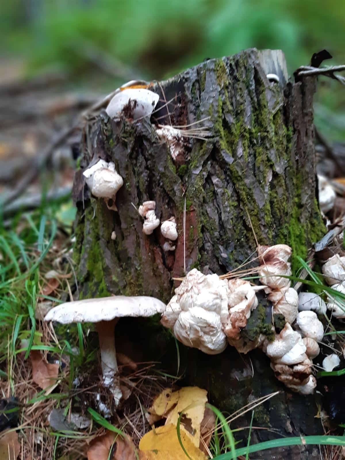 Entoloma abortivum on stump