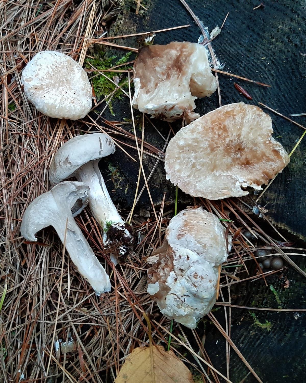 Entoloma abortivum