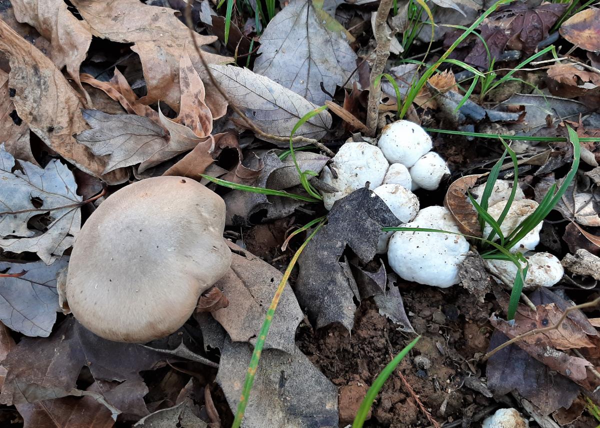 Entoloma abortivum