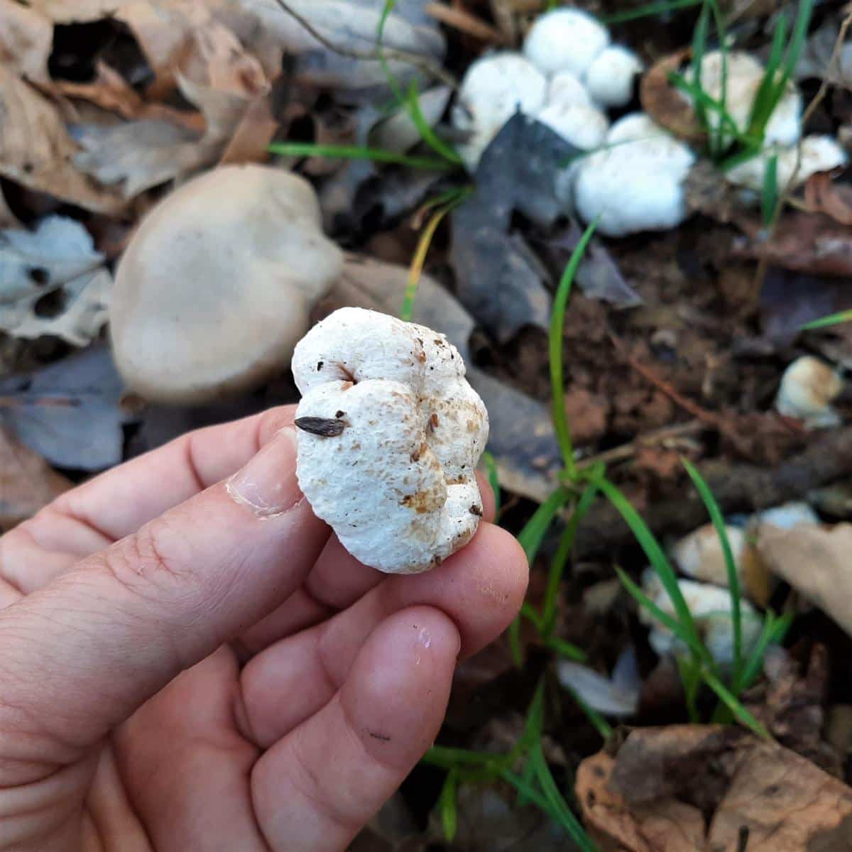 shrimp of the woods in hand