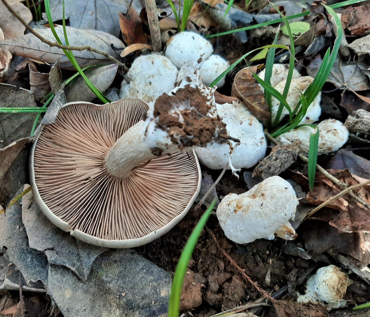 Entoloma abortivum