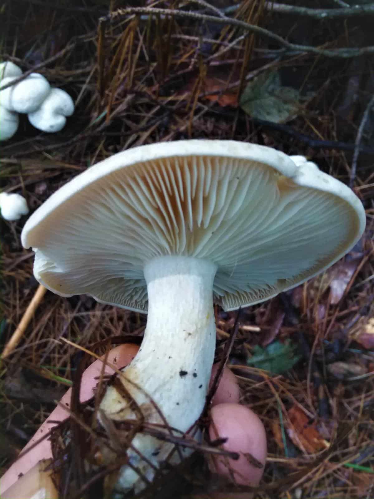 Entoloma shrimp of the woods