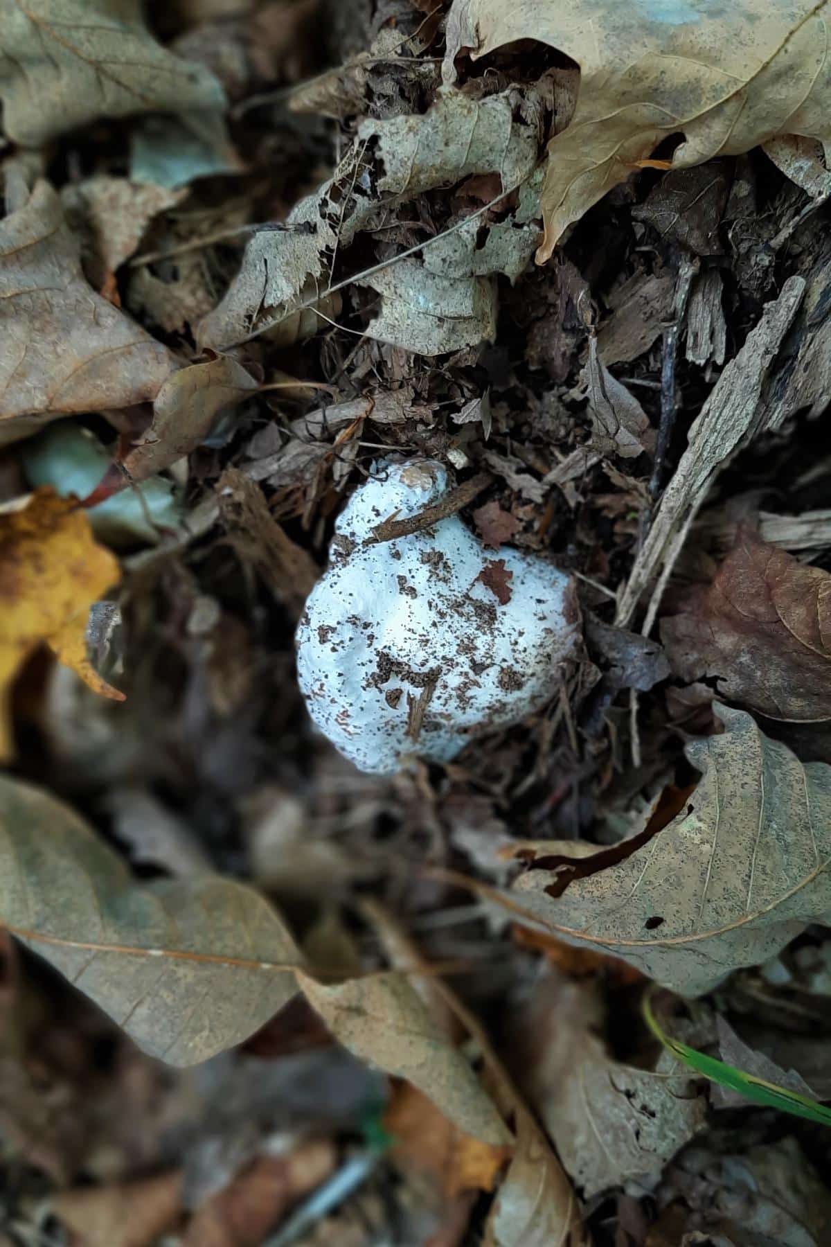 Entoloma abortivum on the ground