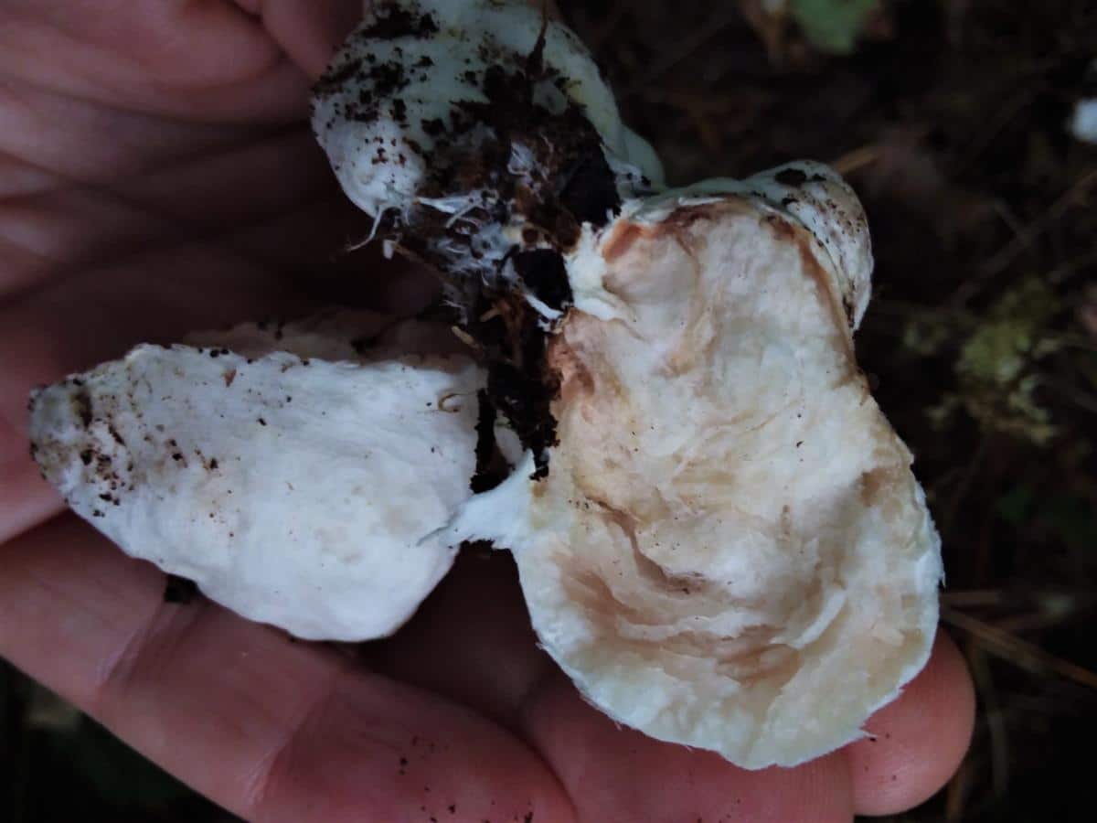 Entoloma abortivum