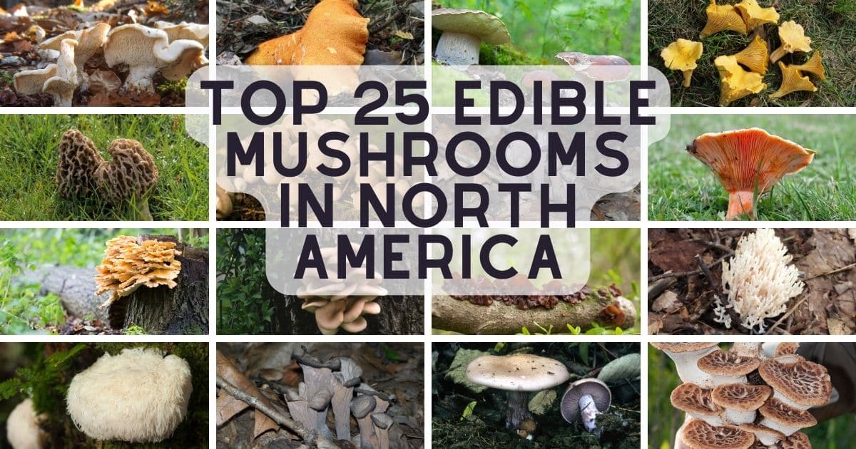 edible mushroom species of north america