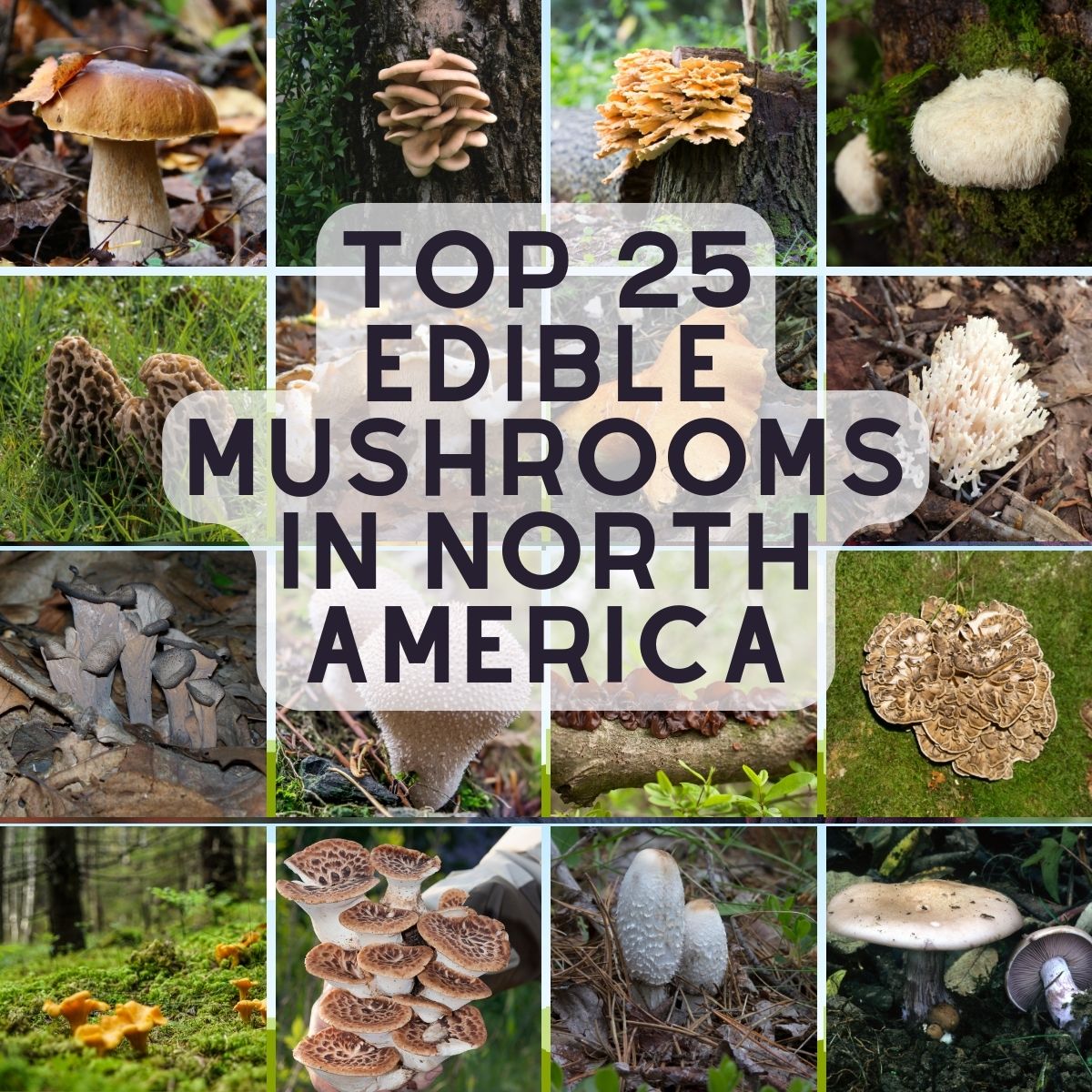 Names Of Edible Mushroom
