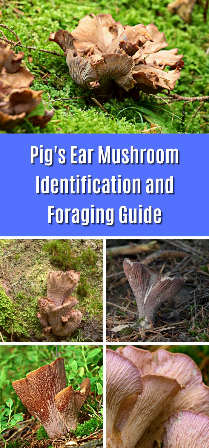 Pig's Ear Mushroom Identification, Foraging, and Cooking Guide