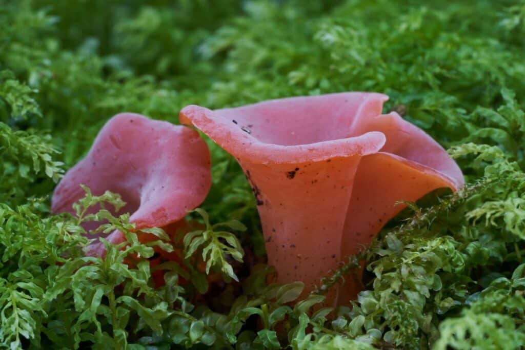 Apricot Jelly Fungus Identification and Foraging Guide Mushroom