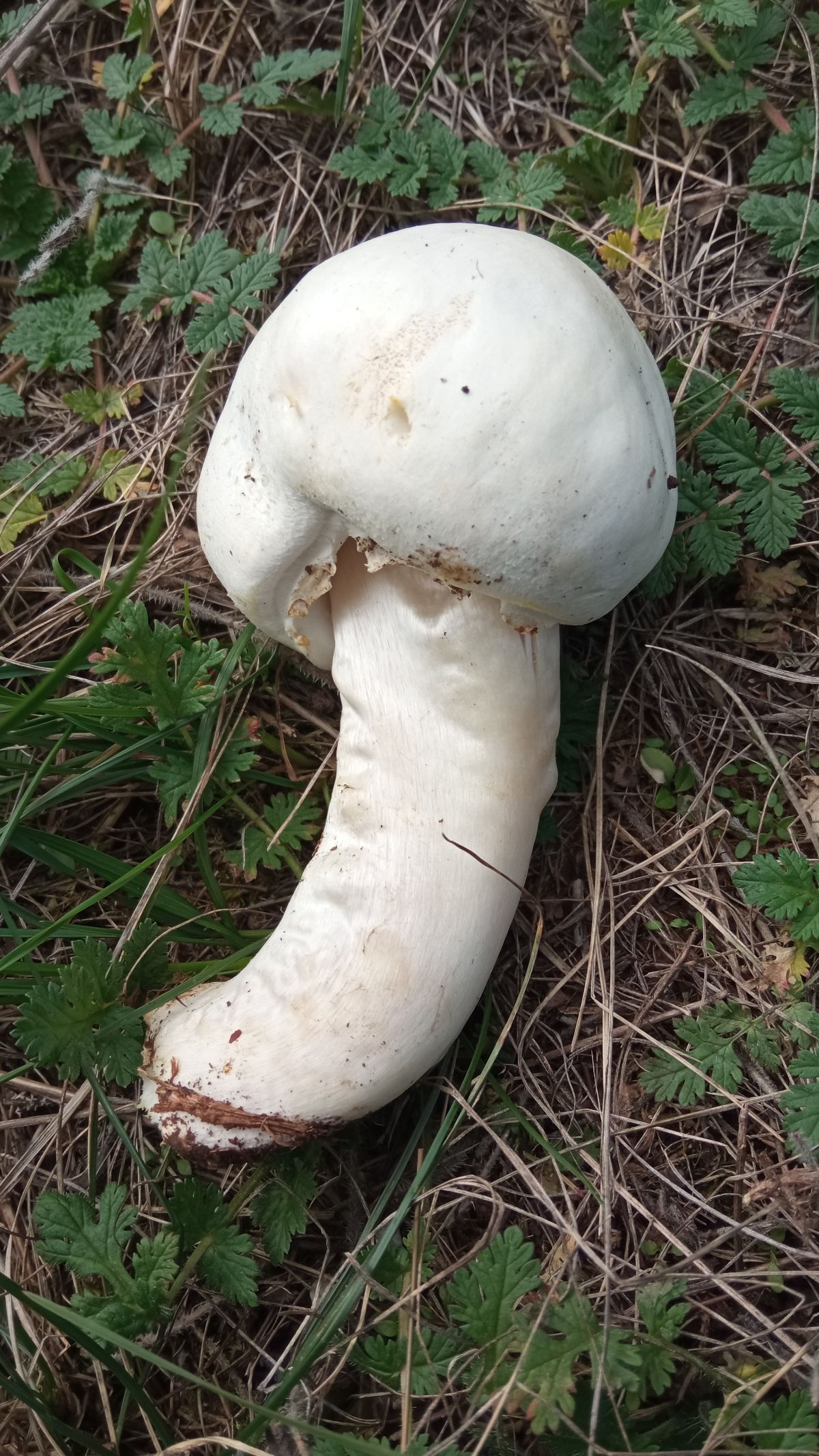 horse mushroom