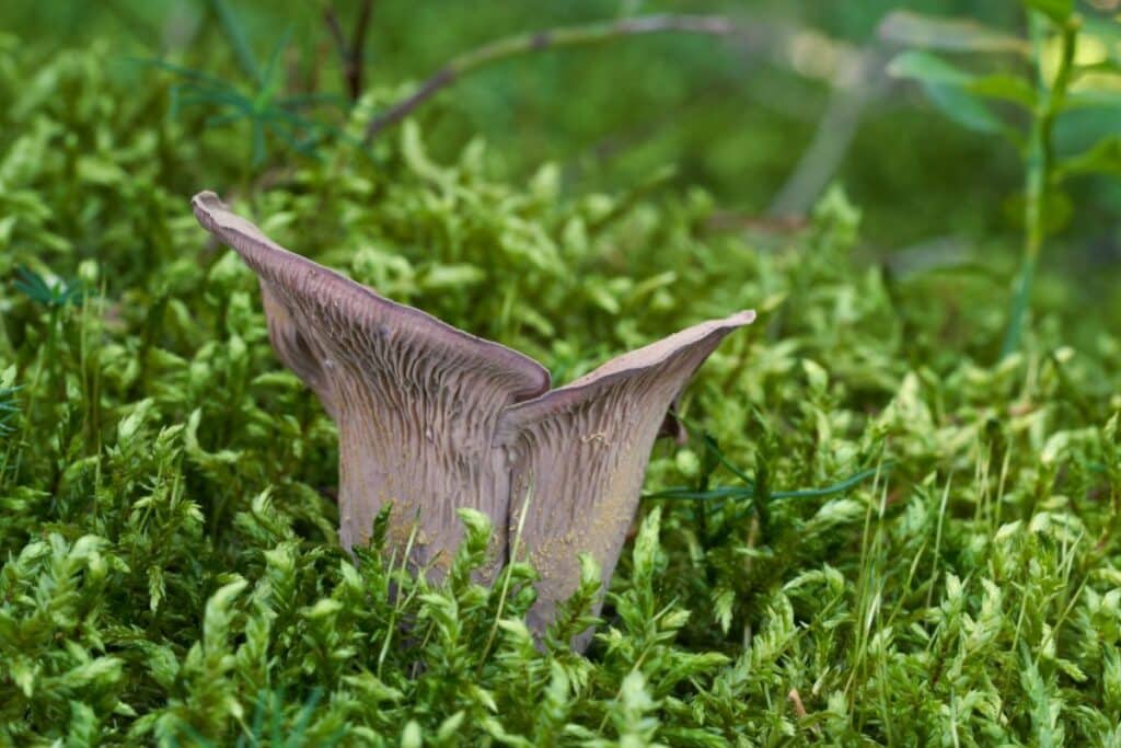 Pig's Ear Mushroom Identification, Foraging, and Cooking Guide