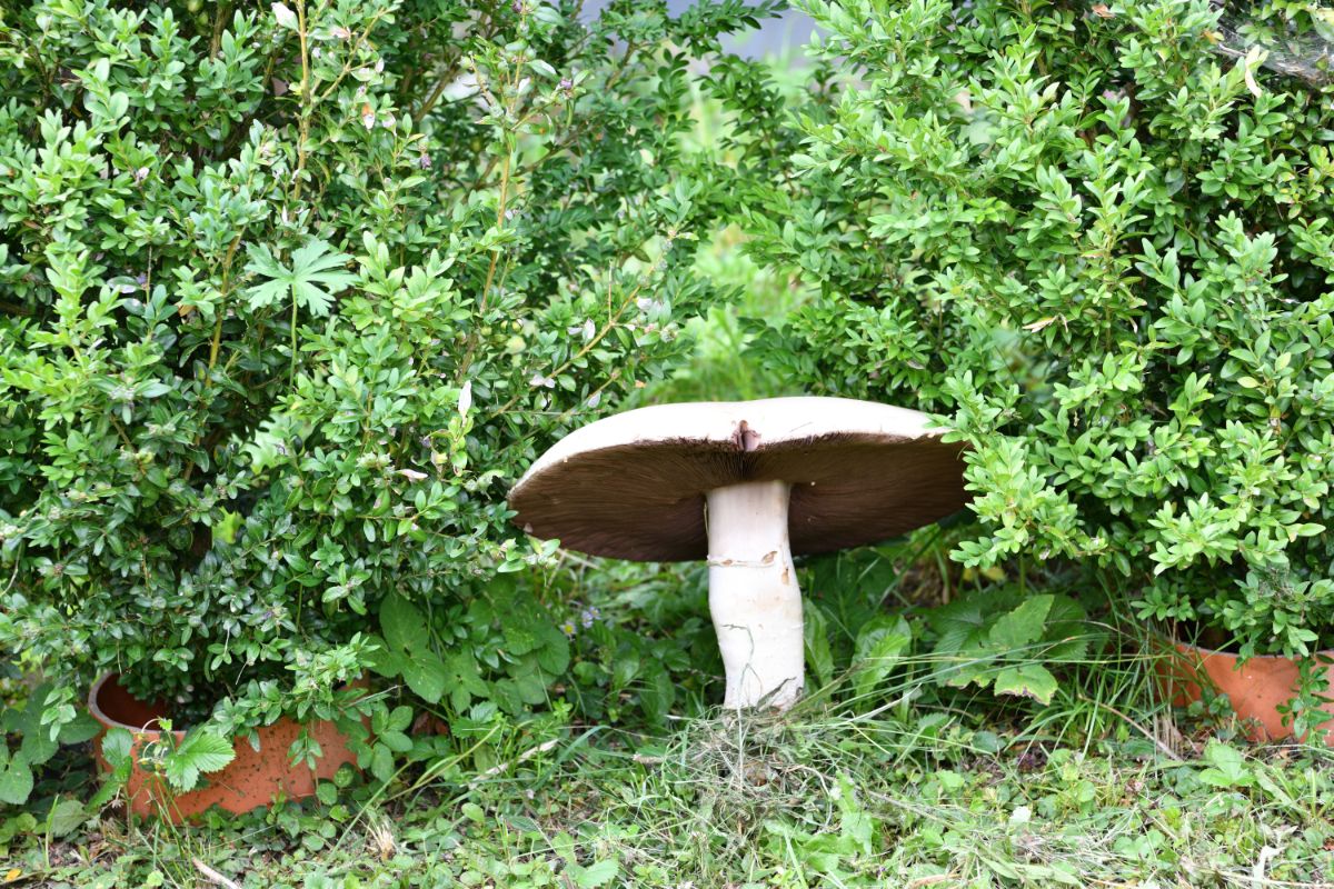 meadow mushroom