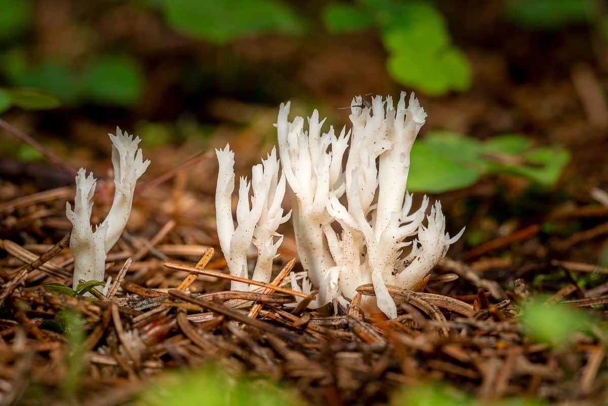 white coral fungus

