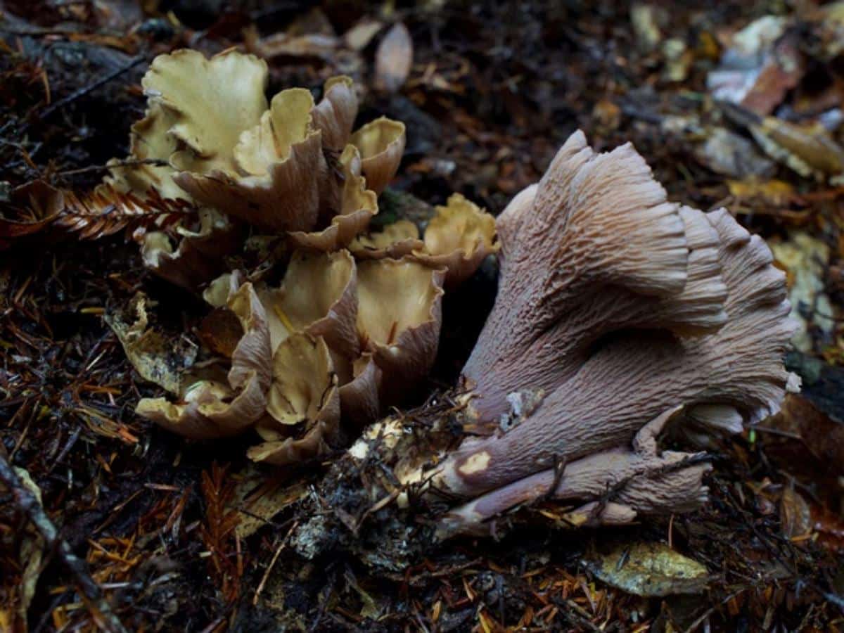 pig's ear mushroom
