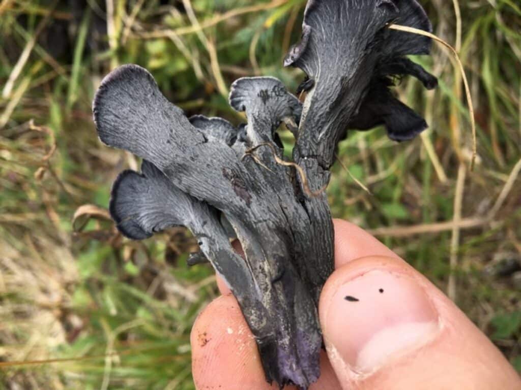 Blue Chanterelle Identification and Foraging Guide Mushroom Appreciation