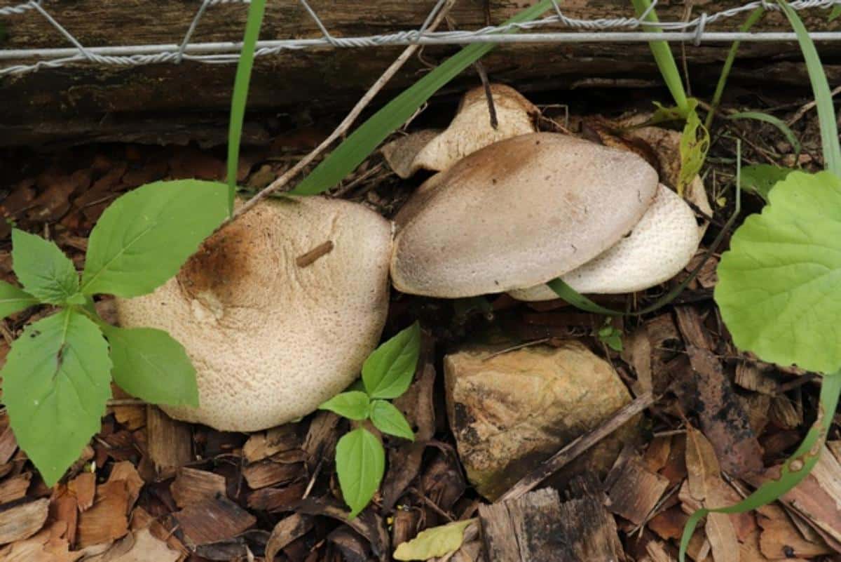 almond agaricus mushroom