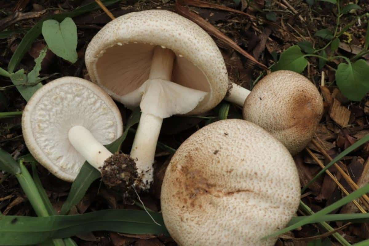 Agaricus subrufescens almond mushroom
