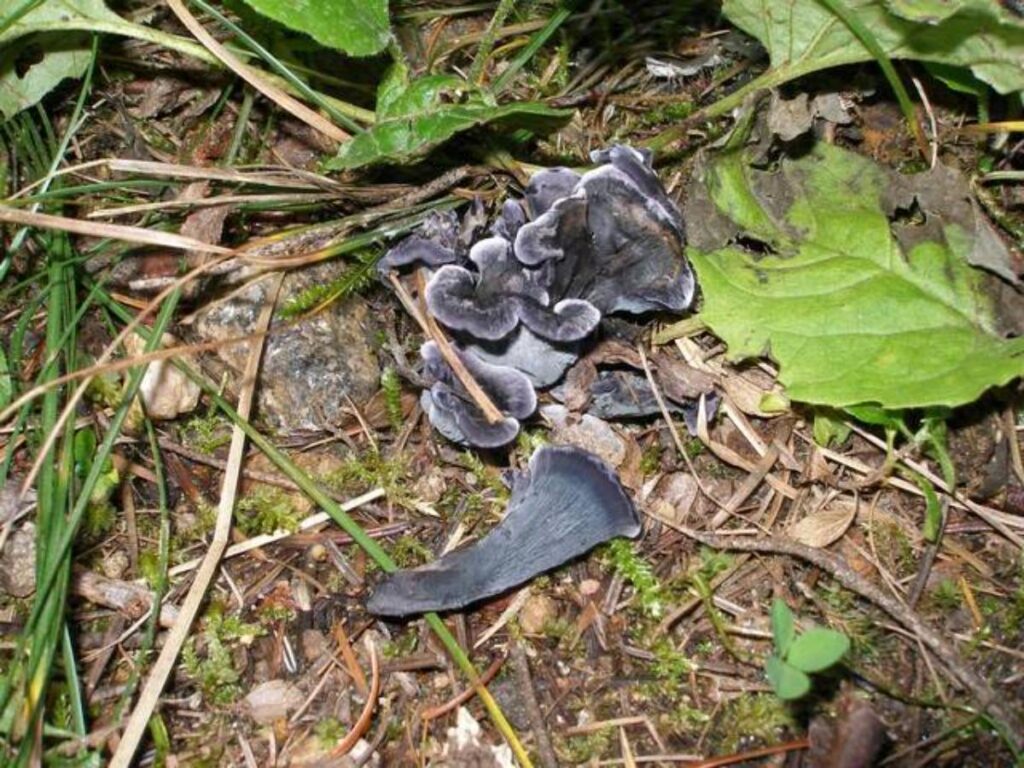 Blue Chanterelle Identification and Foraging Guide Mushroom Appreciation