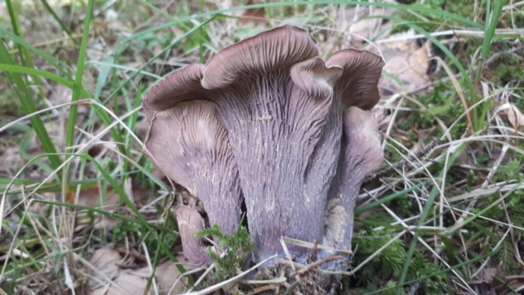 Pig's Ear Mushroom Identification, Foraging, and Cooking Guide