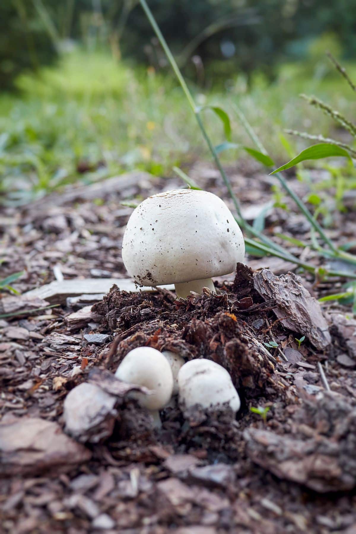 horse mushroom