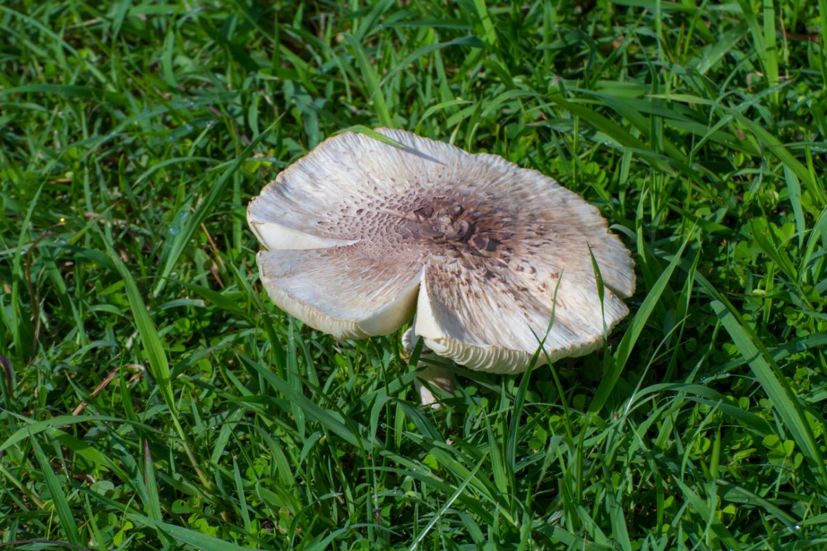 agaricus meadow mushroom
