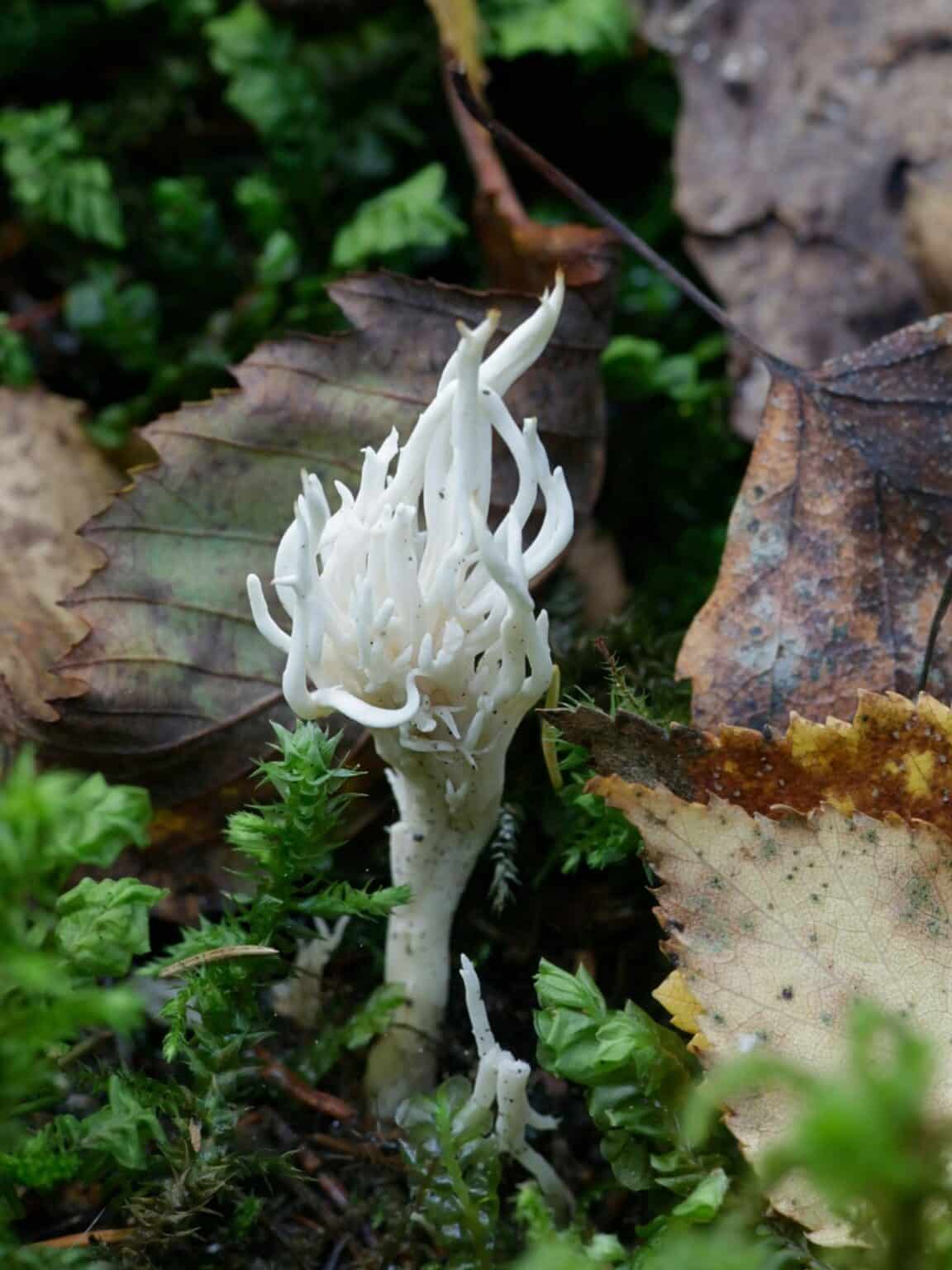 White Coral Fungus Identification Guide Mushroom Appreciation