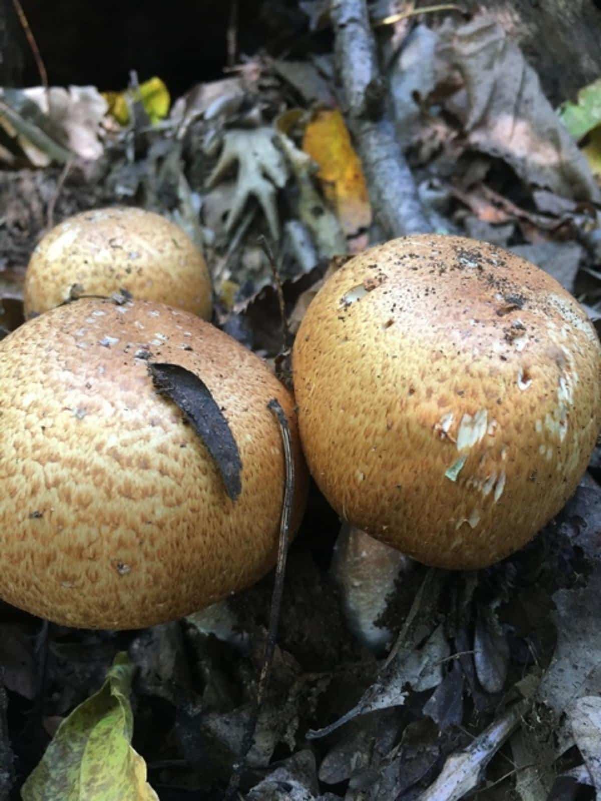 agaricus nanaugustus