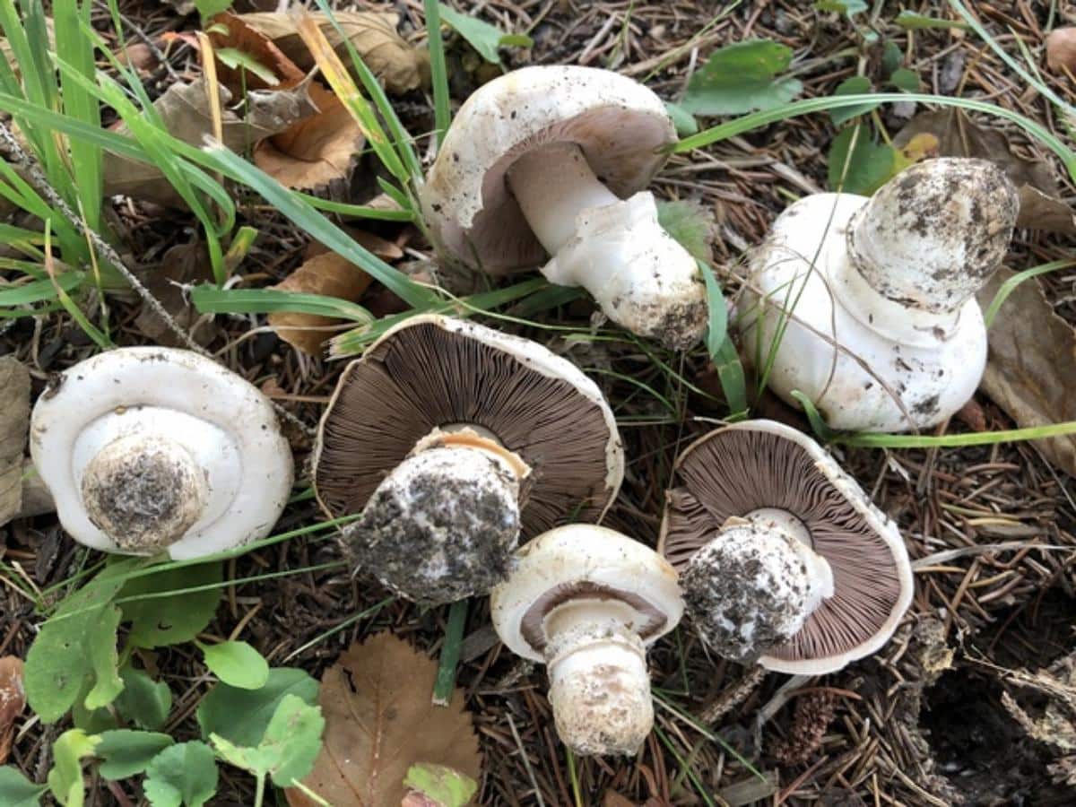 spring agaricus