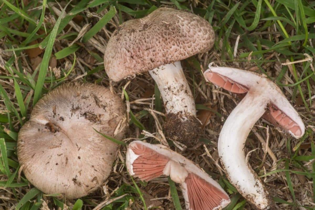 Agaricus porphyrocephalus