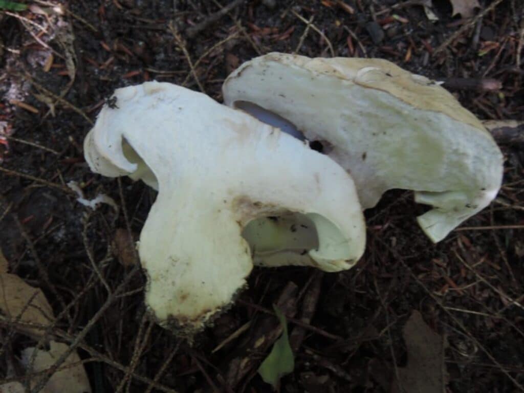 Sheep Polypore Identification and Foraging Guide Mushroom Appreciation