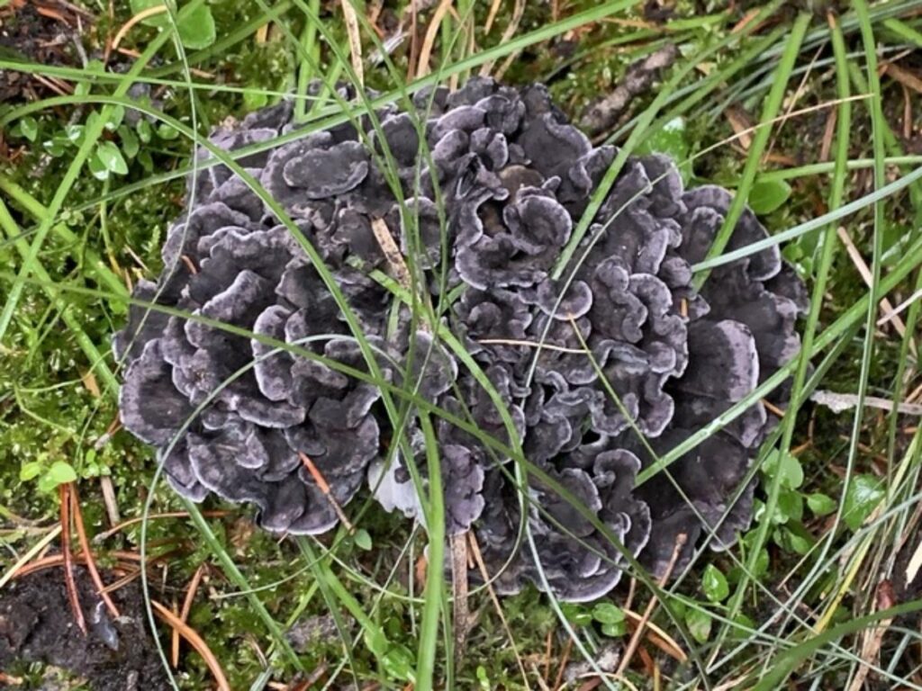 Blue Chanterelle Identification and Foraging Guide Mushroom Appreciation