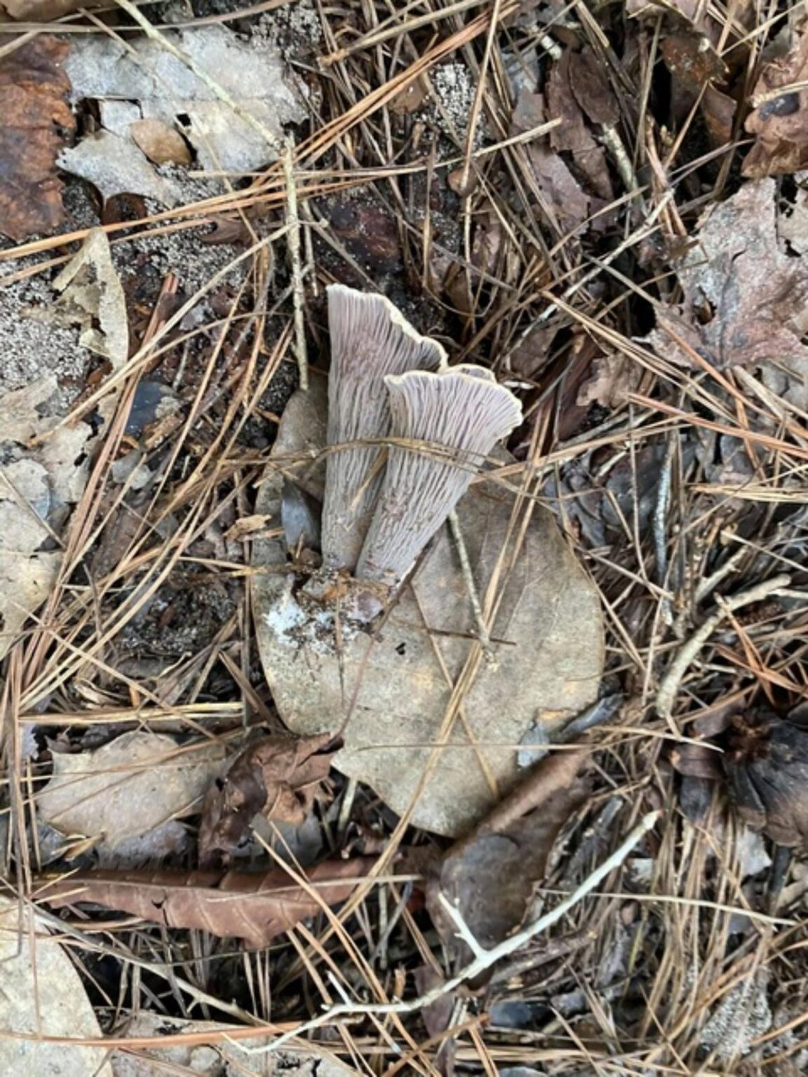Pig's Ear Mushroom Identification, Foraging, and Cooking Guide