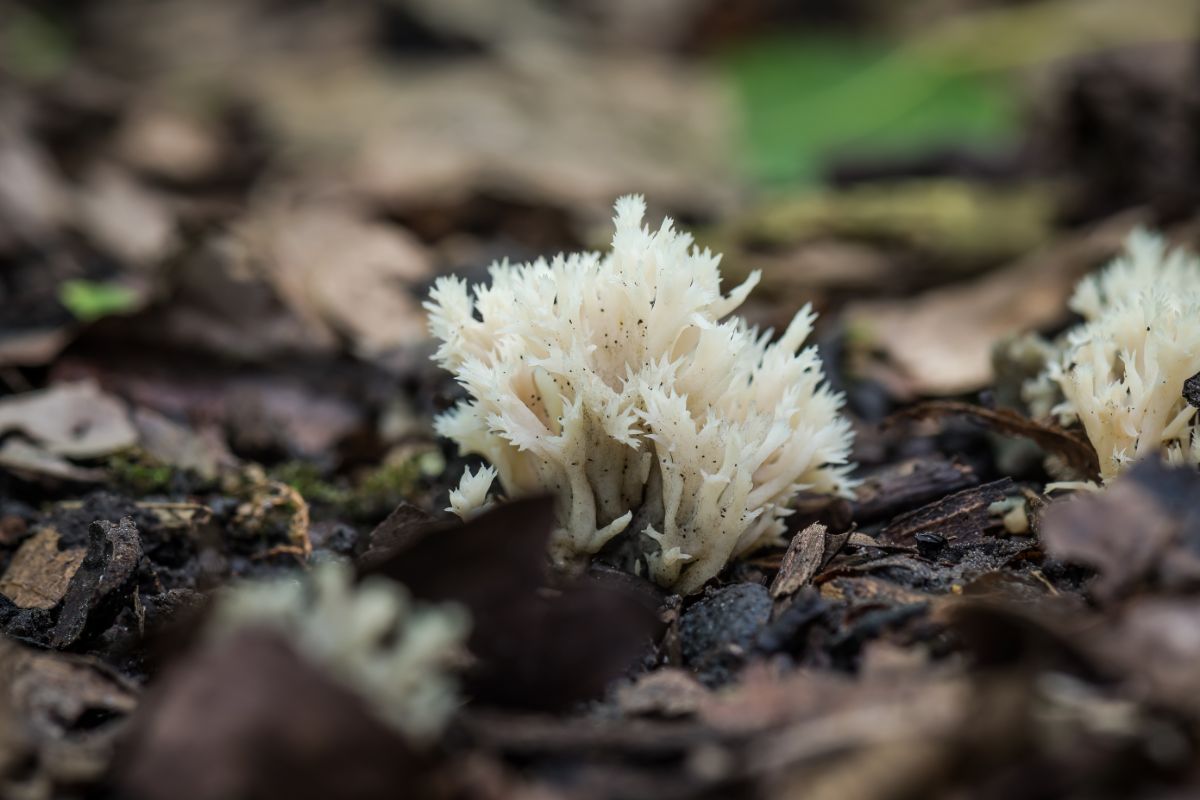 Clavaria coralloides