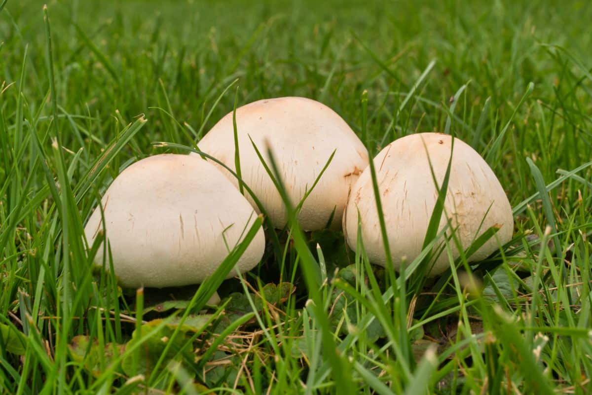 agaricus