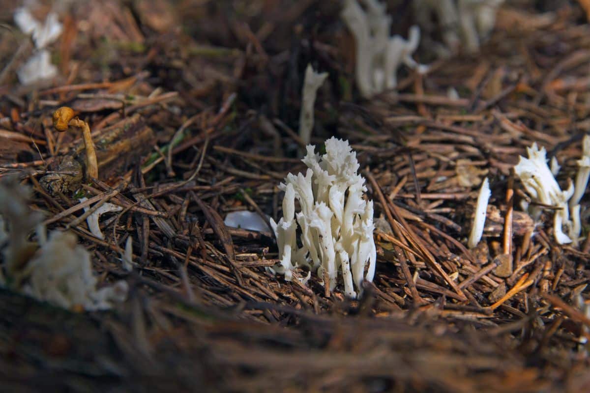 white coral fungus
