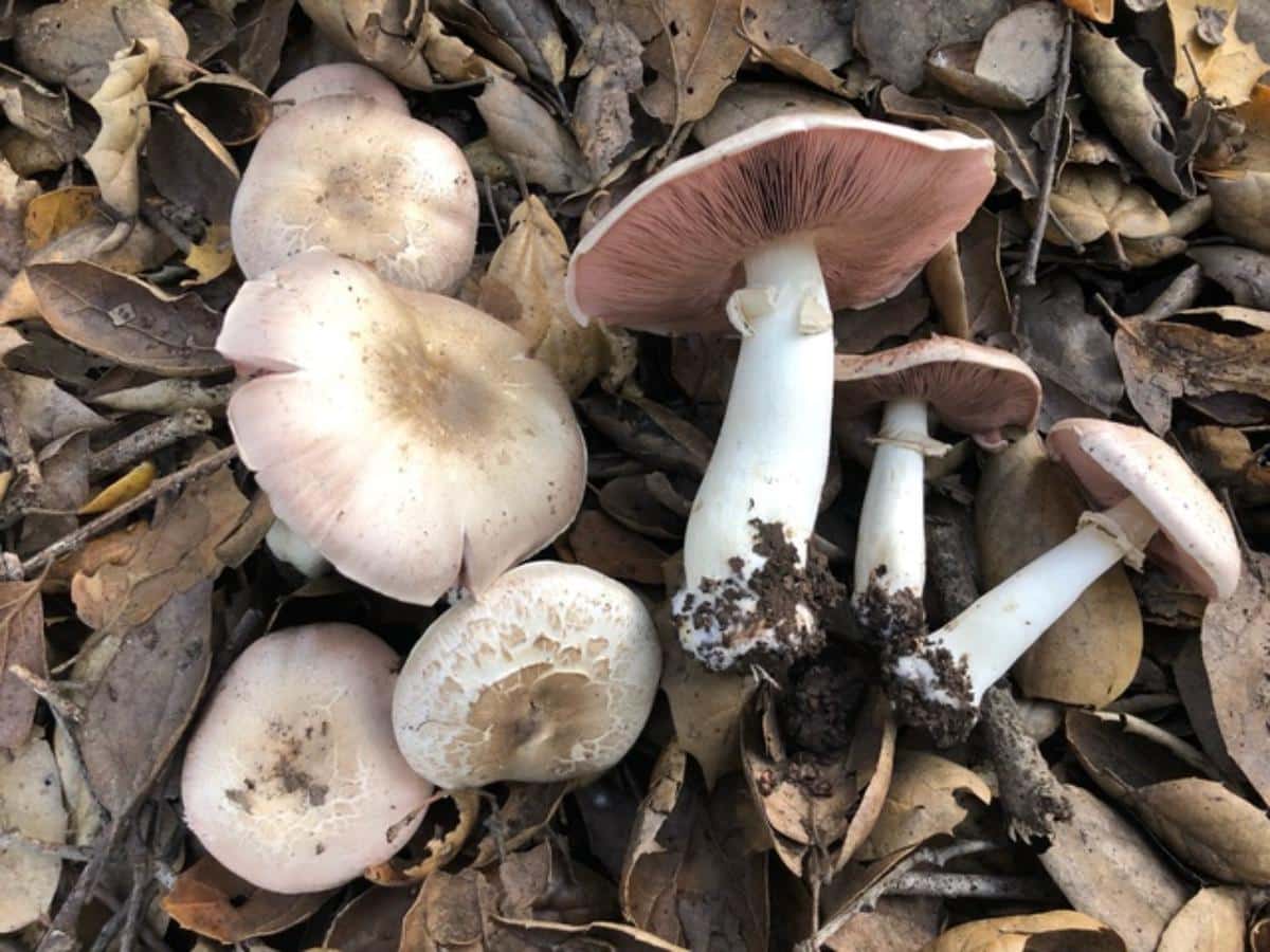 California Agaricus (Agaricus californicus)