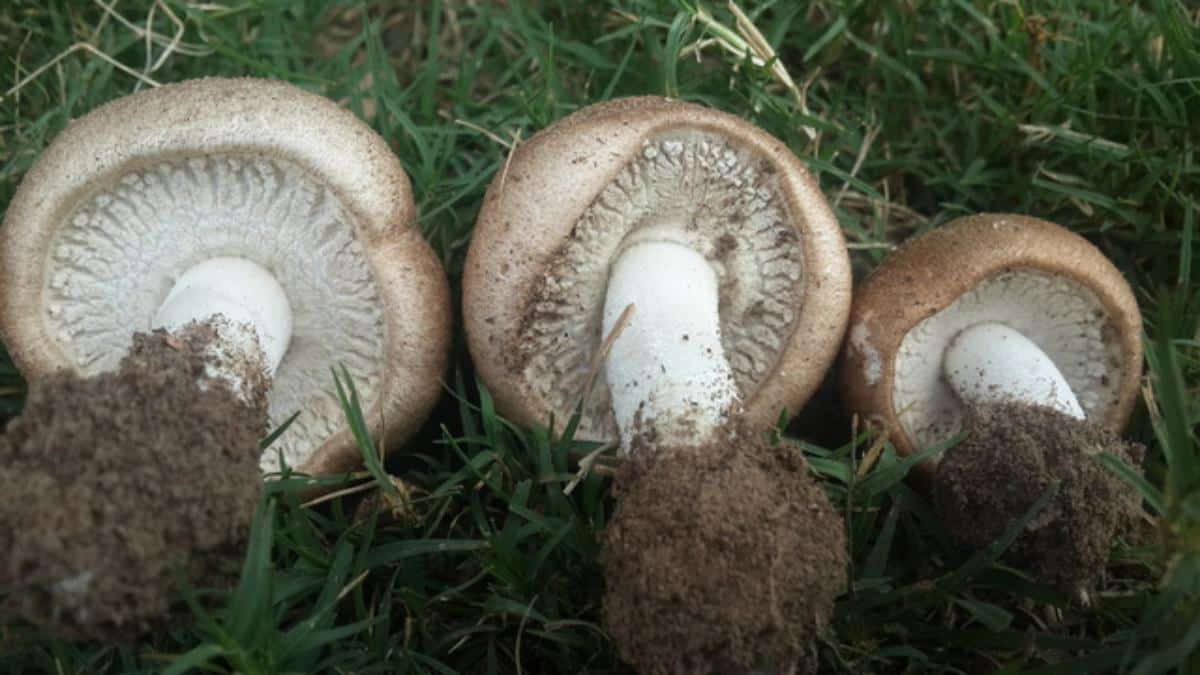mushroom of life, royal agaricus, agaricus blazeii
