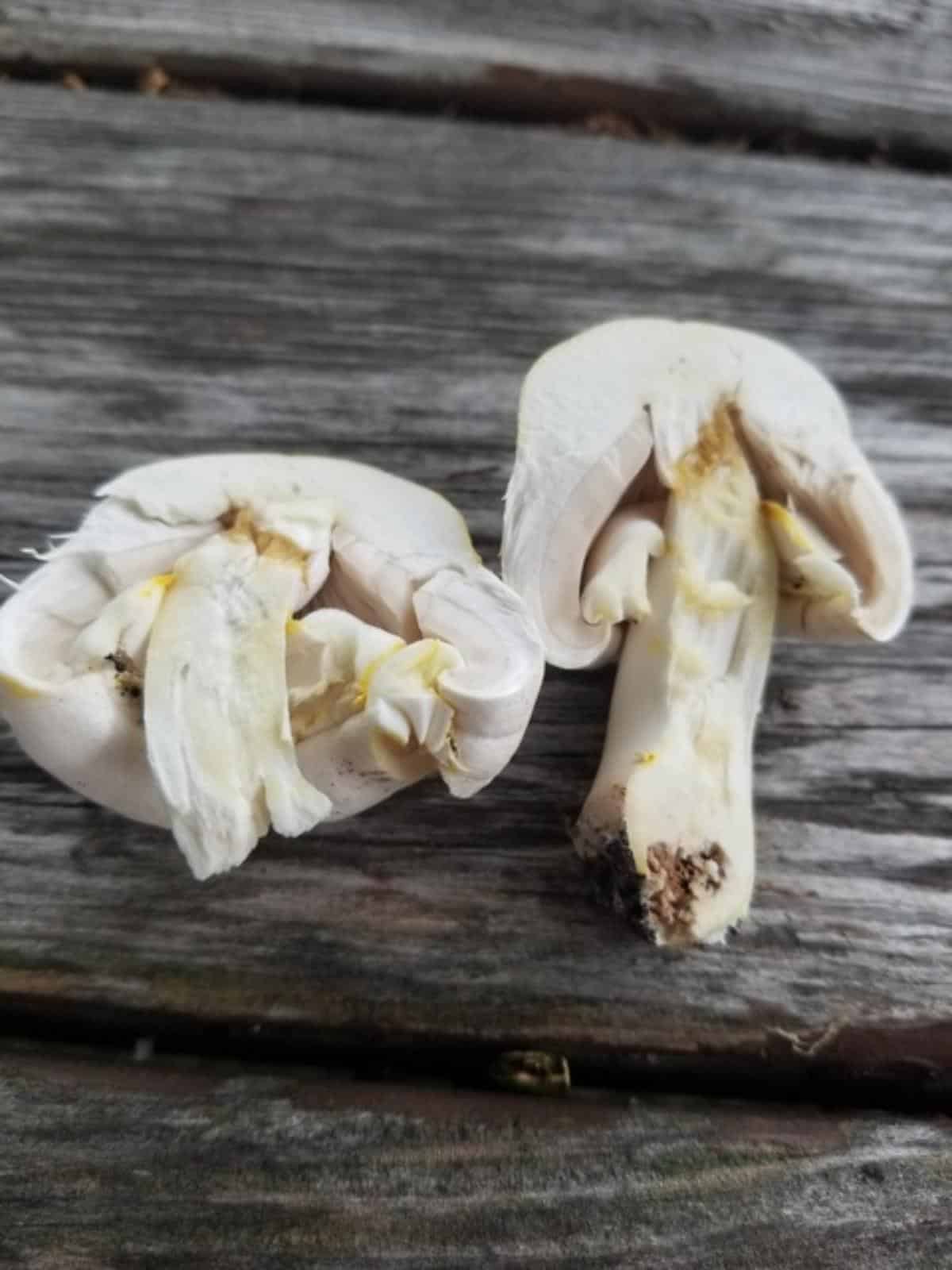 yellow stainer agaricus