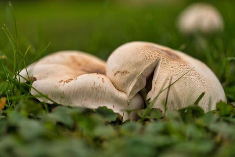 Meadow Mushroom Identification, Foraging, and Cooking Guide Mushroom