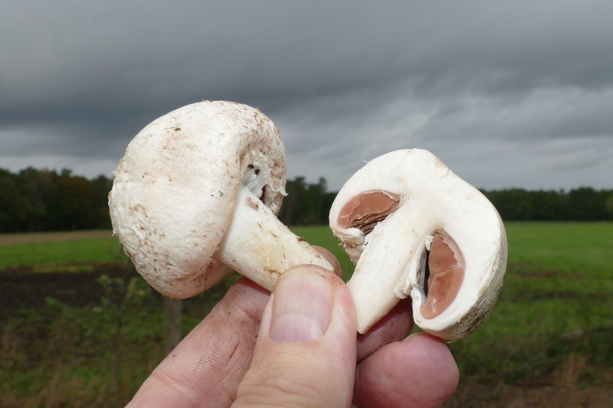 cut agaricus meadow mush