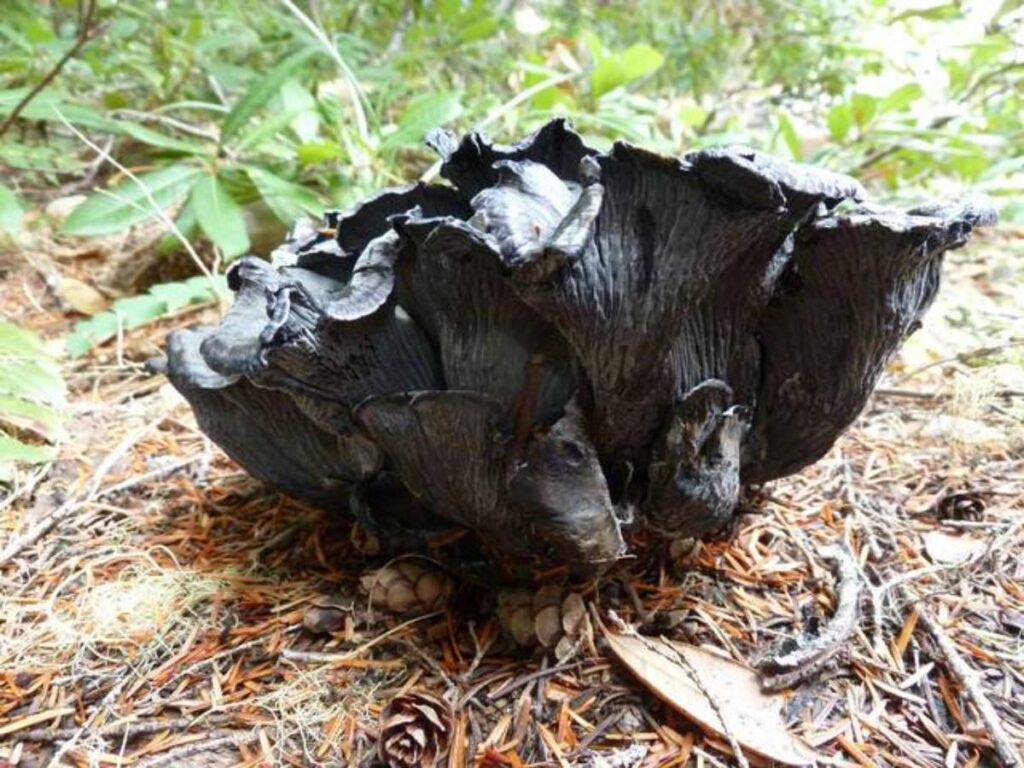 Blue Chanterelle Identification and Foraging Guide Mushroom Appreciation